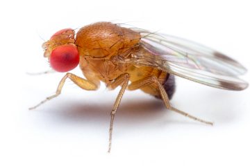 rid of houseflies
